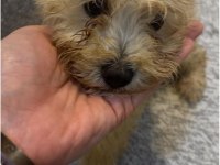 MİNİK MALTİPOO YAVRULARI