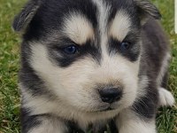 Maviş gözlü Safkan Husky minikler