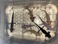 Axolotl semender 17-18 cm