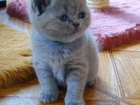 Scottish Fold Safkan Yavrular