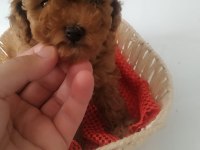Poodle yavrular
