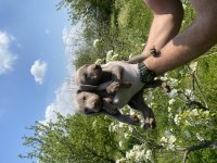 Weimaraner yavrular