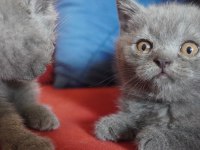 SAFKAN scottish fold yavrularımız
