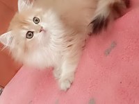 Full şecereli ny 12 dişi british longhair
