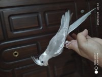 2 yavru sultan papağanı evcil