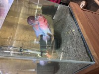 5 yaşlarında 10 cm ya da daha fazla büyüklükte flowerhorn