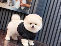 Sağlık Ve Irk Garantili Pomeranian