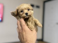 Micro teacup özel yavru