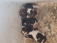 Beagle Yavrularımız