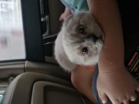 Scottish fold bebeğimi eşyaları ile sahiplendireceğim