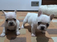 A Kalite Egzotik French Bulldog Yavrular
