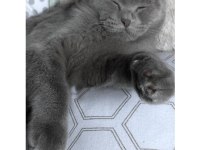 Scottish fold kedimi ücretsiz sahiplendirmek istiyorum