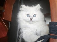 British longhair 4 aylık