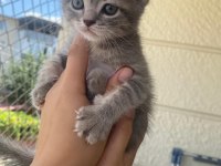 Scottish fold bebekler bebeği