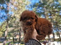 Türkiye'nin en büyük Toy Poodle çiftliğinden