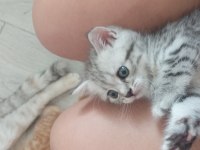 Scottish fold yavru
