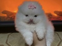 Üst Kalite Pomeranian Boo Mikro
