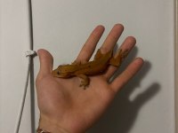 Crested gecko