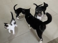 Yavru bebek kedileri sahiplendiriyoruz