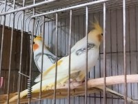 Rengarenk muhabbet kuşu türleri