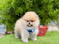 Safkan Pomeranian Boo Yavrularımız