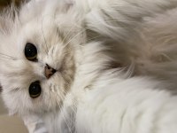 Prenses chinchilla kedimiz