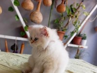 British longhair bebekler