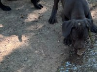 Orjinal Cane Corso Yavru
