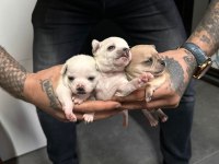 Orjinal chihuahua yavrular