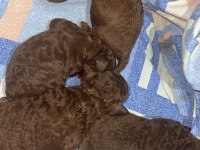 Red brown renk ırk garantili kore kan poodle