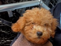 Yavru toy poodle 3 aylık