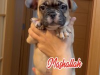Son erkek french bulldog