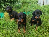 Sağlam doberman yavrular