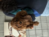 Bursa toy poodle