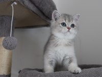 Ay11 Erkek British Shorthair Blue Golden