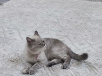 British shorthair 22 aylik MİSİVA kızımıza yeni yuva
