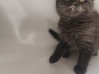 Oyuncu sevimli scottish fold yavrular