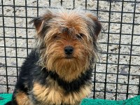 Yorkshire terrier sevgililer gününe özel kampanya