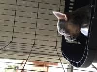 Dişi lilac and tan french bulldog