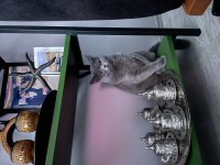 Kısırlaştırılmış çok uysal british shorthair Lili Hanım