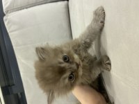 British longhair 43 günlük yavru