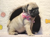 Üst düzey pug yavrumuz hazır