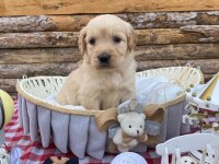 Baby face safkan Golden retriever yavrularımız