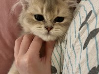 3 aylık british longhair erkek yavru