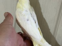 53 GÜNLÜK FUL EVCİL LUTİNO SULTAN PAPAĞANI BEBEK