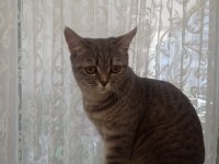 Tertemiz kedimiz sağlıklı yavru