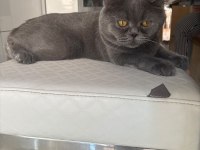British shorthair kedimiz duman