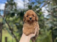 Birbirinden güzel toy poodle bebekler