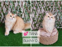Safkan gerçek british shorthair bebekler