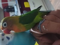 4 AYLIK VE YENİ SEVDA PAPAĞANI BEBEKLER ELE ALIŞTIRMALIK